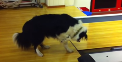 dog confused at bowling alley