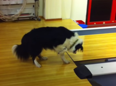 dog confused at bowling alley