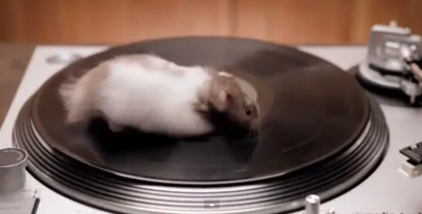 gerbils on record players