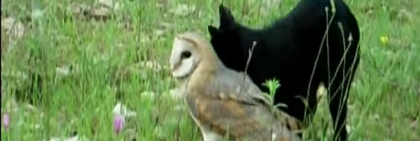 cat owl friends