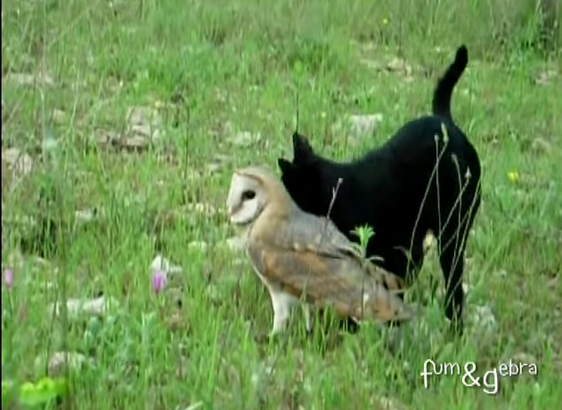 cat owl friends