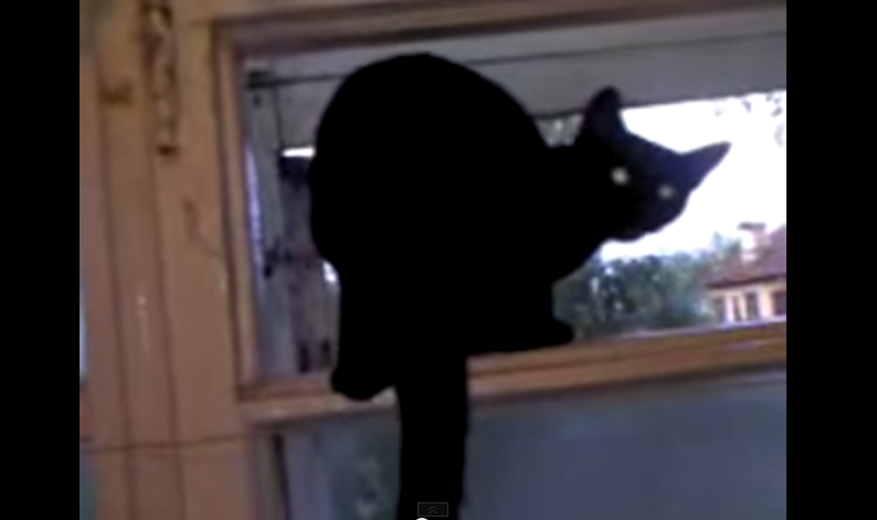 barking cat video