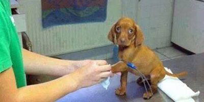 Funny Pictures cute puppy vet