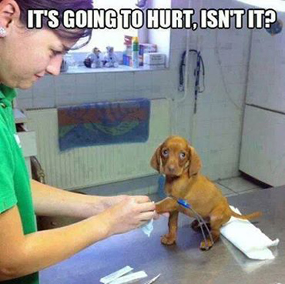 Funny Pictures cute puppy vet