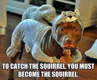 funny pictures become squirrel