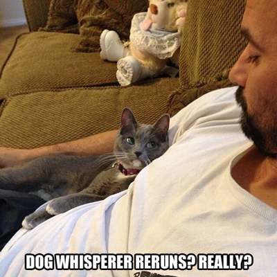 Funny Pictures dog whisperer cat