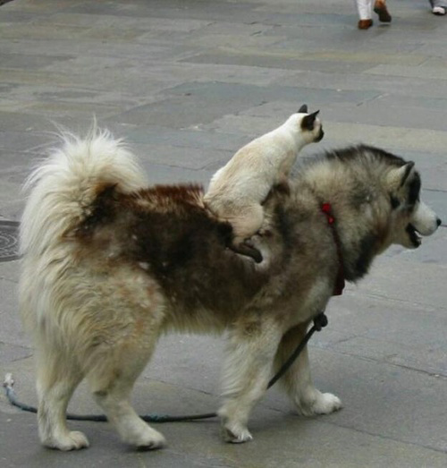 Cats on Dogs riding