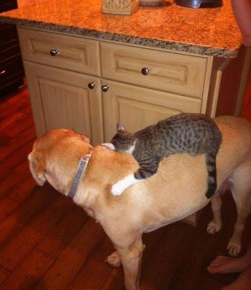Cats on Dogs hugging