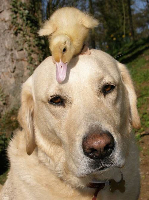 Cats on Dogs duck