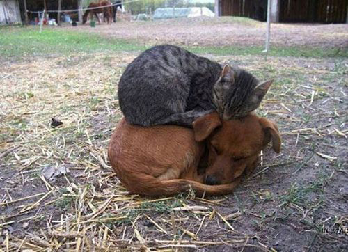Cats on Dogs farm
