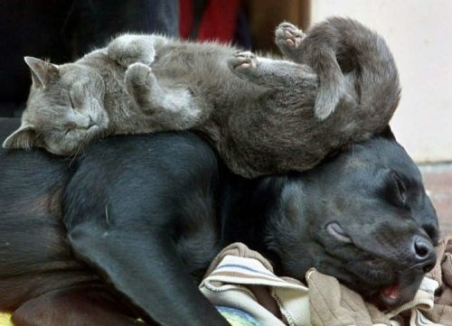 Cats on Dogs stretching