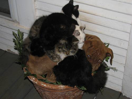 Cats on Dogs piled on