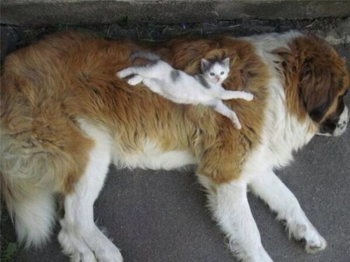 Cats on Dogs kitten