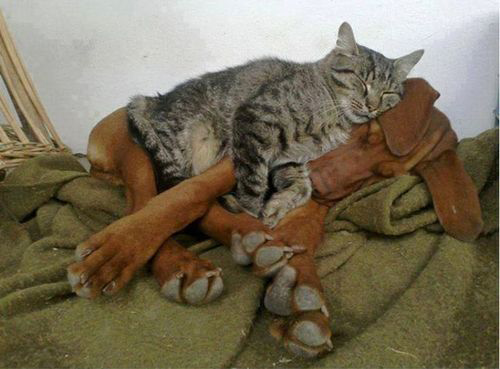 Cats on Dogs comfortable