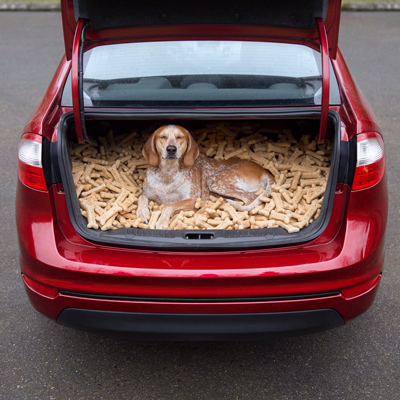 Funny Pictures dog in biscuits trunk