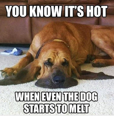 Funny Pictures dog melting