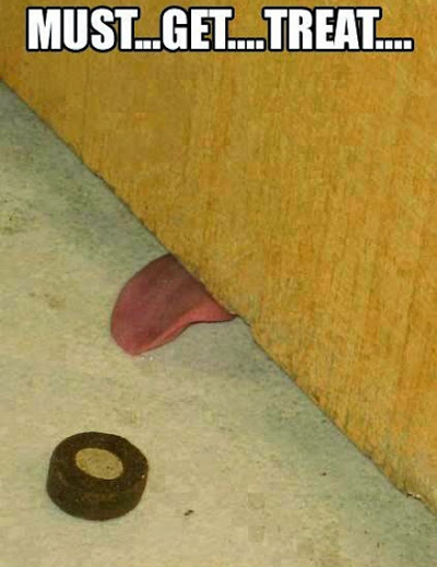 Funny Pictures dog licking under door