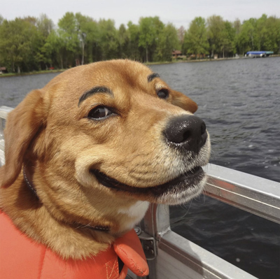 dogs with eyebrows