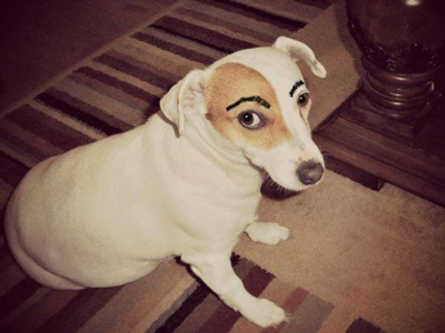 Dogs with Eyebrows side eye