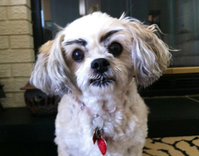 Dogs with Eyebrows angry