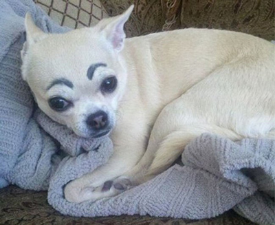 Dogs with Eyebrows sad