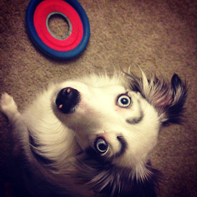 Dogs with Eyebrows hopeful