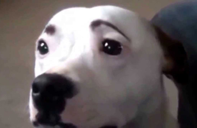 Dogs with Eyebrows concerned