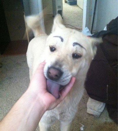 Dogs with Eyebrows licking