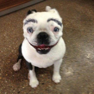 Dogs with Eyebrows perfect