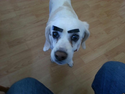 Dogs with Eyebrows treats