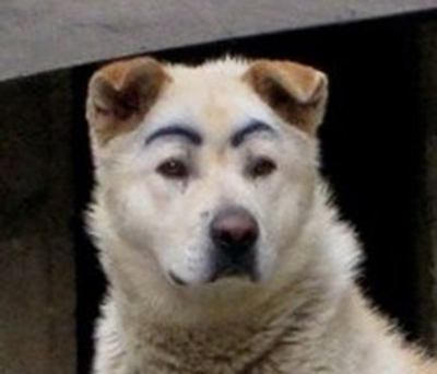 Dogs with Eyebrows casual