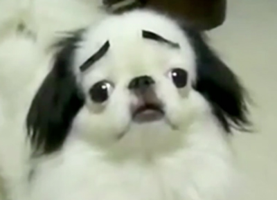 Dogs with Eyebrows funny