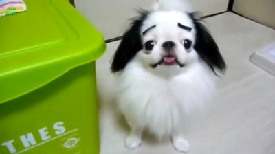 dogs with eyebrows