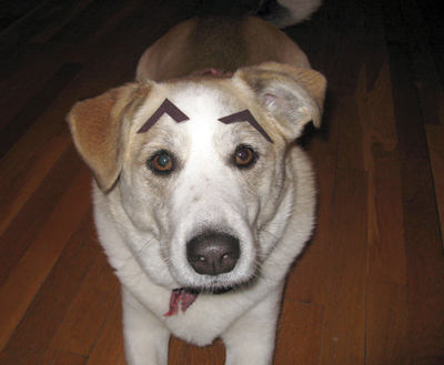 Dogs with Eyebrows