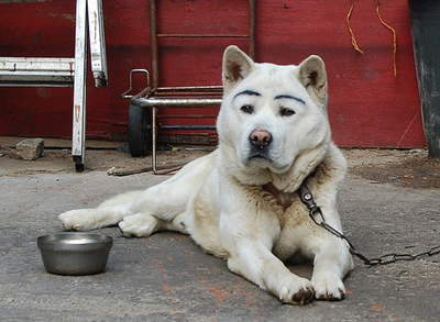 Dogs with Eyebrows