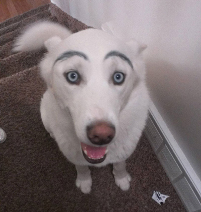 Dogs with Eyebrows excited