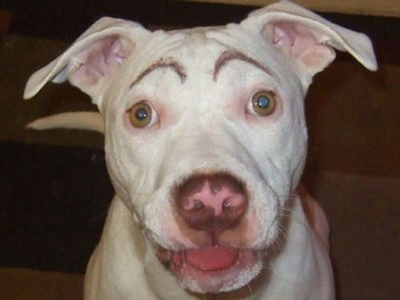 Dogs with Eyebrows happy