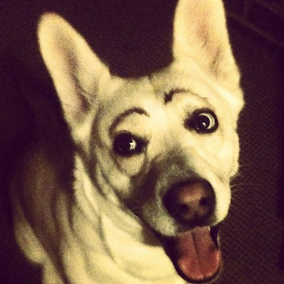 Dogs with Eyebrows puppy