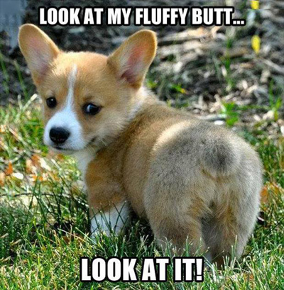 Funny Pictures look a fluffy butt cute dog
