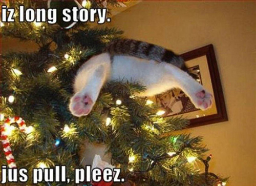 Dog in Hammock and Other Animals Stuck in Funny Positions christmas tree cat