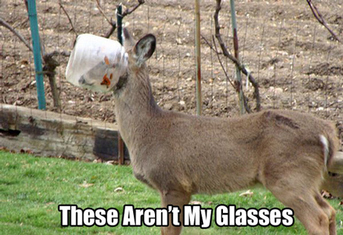 Dog in Hammock and Other Animals Stuck in Funny Positions glasses deer