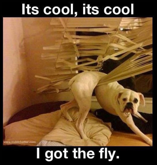 Dog in Hammock and Other Animals Stuck in Funny Positions got fly dog