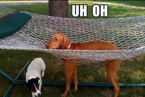 Dog in Hammock and Other Animals Stuck in Funny Positions uh oh