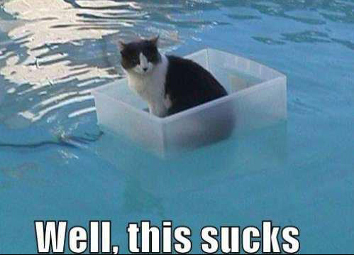 Dog in Hammock and Other Animals Stuck in Funny Positions cat in pool