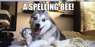 Funny Pun Husky Meme spelling bee