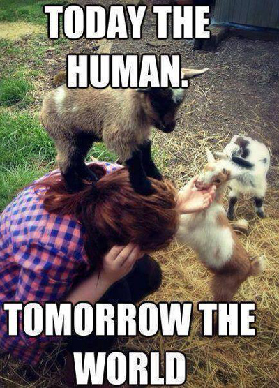 Funny Pictures goat conquers human