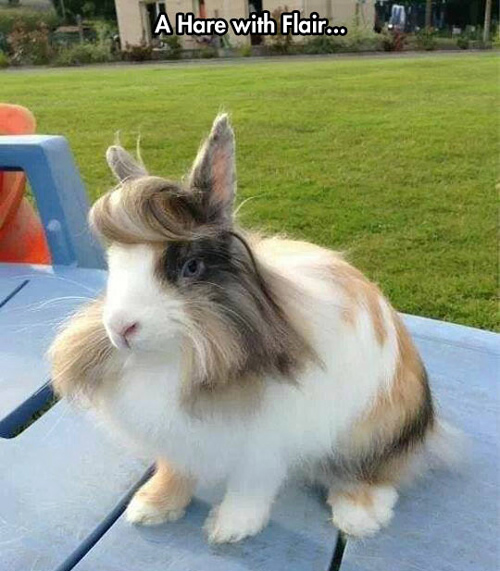 Funny Pictures hare rabbit flair hair