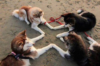 Funny Pictures dog seance