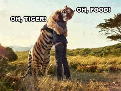 Funny Pictures tiger and food