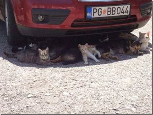 signs-its-hot-cats-shade